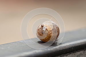 Bird eggs stolen from something. Came to the gate, Natural background