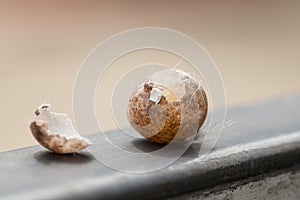 Bird eggs stolen from something. Came to the gate, Natural background