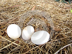 Bird Eggs