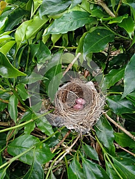 Bird eggs in a tree cage