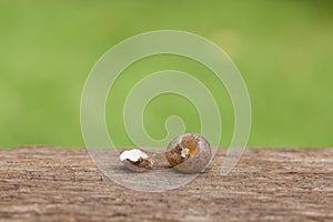 Bird eggs on wooden Natural background