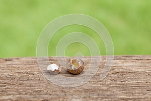 Bird eggs on wooden Natural background