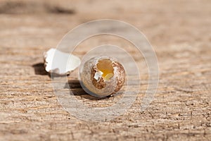 Bird eggs on wooden