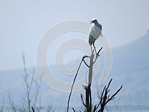 The bird Egret on branch of a tall tree