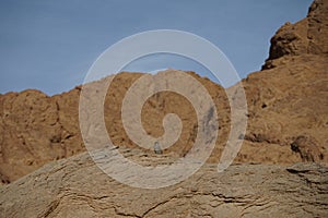 Oenanthe melanura bird on a rock. The blackstart, Oenanthe melanura, is a chat found in desert regions. Dahab, Egypt