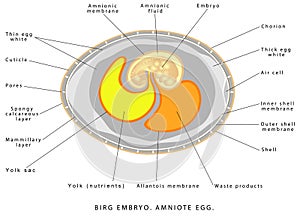 Bird embryo photo