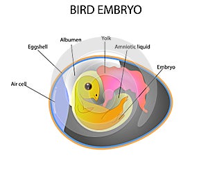 Bird embryo