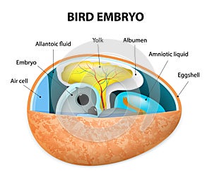Bird embryo