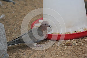 Bird in Emirates zoo abudhabi United Arab Emirates