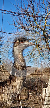 bird emu captive behind fence