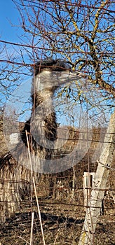 bird emu captive behind fence