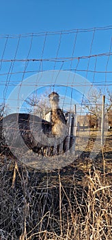 bird emu captive behind fence