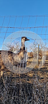 bird emu captive behind fence