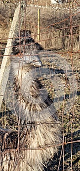 bird emu captive behind fence