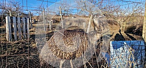 bird emu captive behind fence