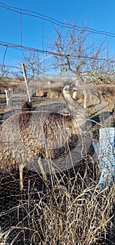 bird emu captive behind fence