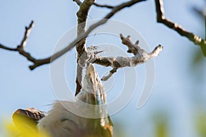 Bird entagled in fishing line on tree