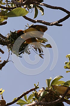 Bird entering its nest hanging from a branch photo