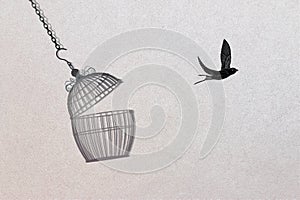 Bird escape out of birdcage, freedom concept