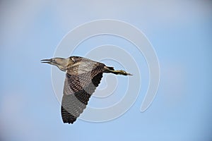 Bird Eurasian Bittern in flight
