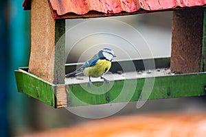 Bird Eurasian blue tit Cyanistes caeruleus in the wild. Songbird