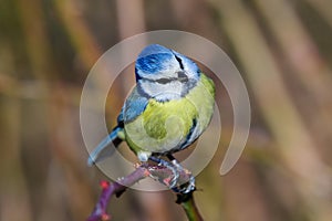 Bird Eurasian blue tit Cyanistes caeruleus in the wild. Songbird