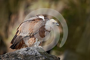 Bird Eurasian Griffon Vulture, Gyps fulvus, sitting on the stone, rock mountain, Spain