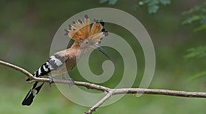 Bird, Eurasian Hoopoe or Common Hoopoe Upupa epops