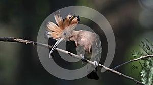 Bird, Eurasian Hoopoe or Common Hoopoe Upupa epops