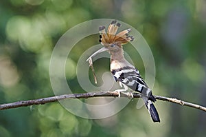 Bird, Eurasian Hoopoe or Common Hoopoe Upupa epops