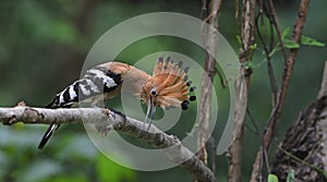 Bird, Eurasian Hoopoe or Common Hoopoe Upupa epops