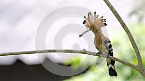 Bird, Eurasian Hoopoe or Common Hoopoe Upupa epops