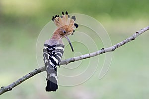 Bird, Eurasian Hoopoe or Common Hoopoe Upupa epops