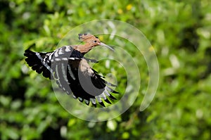 Bird, Eurasian Hoopoe or Common Hoopoe Upupa epops