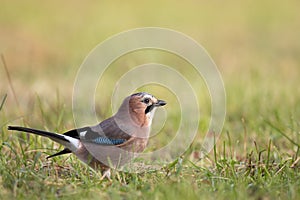 Bird - Eurasian Jay Garrulus glandarius in green meadow