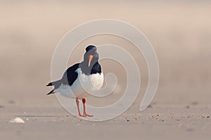 Bird Eurasian oystercatcher, Haematopus ostralegus