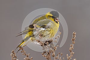 Bird - Eurasian Siskin ( Spinus spinus ) male ssits on dry grass and eats last year\'s seeds. Cloudy winter day.