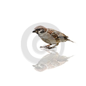 (Bird) Eurasian Tree Sparrow on white background