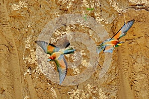Bird European Bee-eater, Bijeneter, Merops apiaster