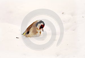 Bird European goldfinch - Carduelis carduelis