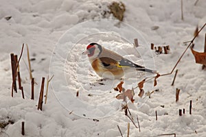 Bird European goldfinch - Carduelis carduelis, nature details, season specific