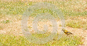 Bird - European Greenfinch Carduelis chloris on the grass field in summer with copy space in New Zealand.