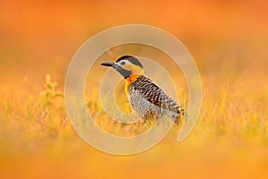 Bird, evening light in meadow. Brazil woodpecker. Campo Flicker, Colaptes campestris, exotic woodpecker in the nature habitat, bir photo