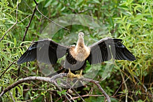 Bird in Everglades