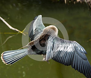 Bird in Everglades