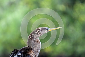 Bird in Everglades