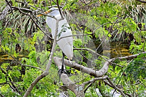 Bird in Everglades National Park, Florida