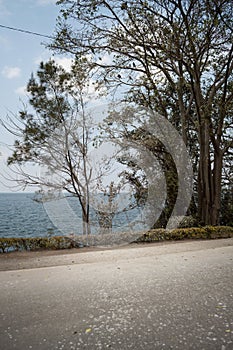 Bird Excrements and Street and Tress, Gisenyi, Rwanda