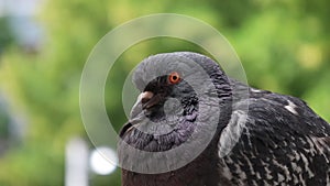 Bird eye, Pigeon closeup portrait, green summer background