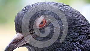 Bird eye, Pigeon closeup portrait, green summer background